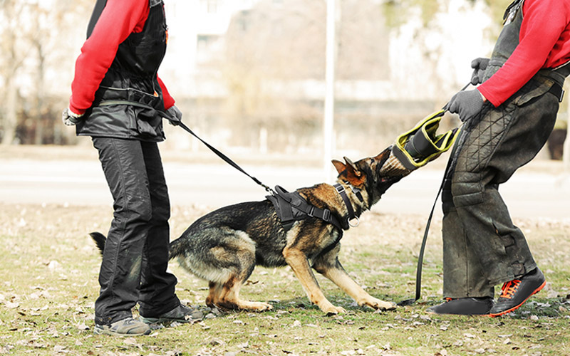 Barking up the wrong tree: Florida drug-sniffing dogs given free rein